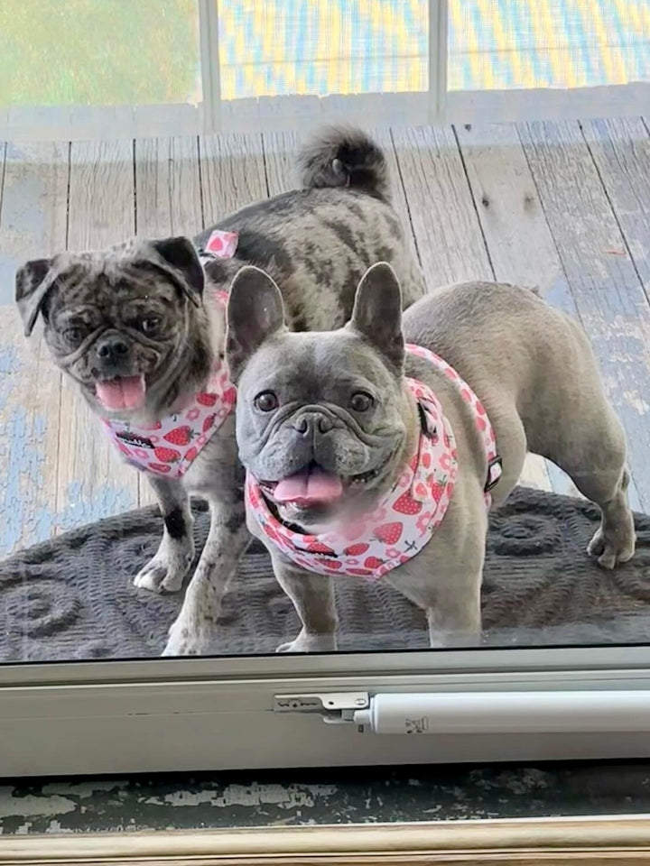 Adjustable Dog Harness - Strawberry Shortcake