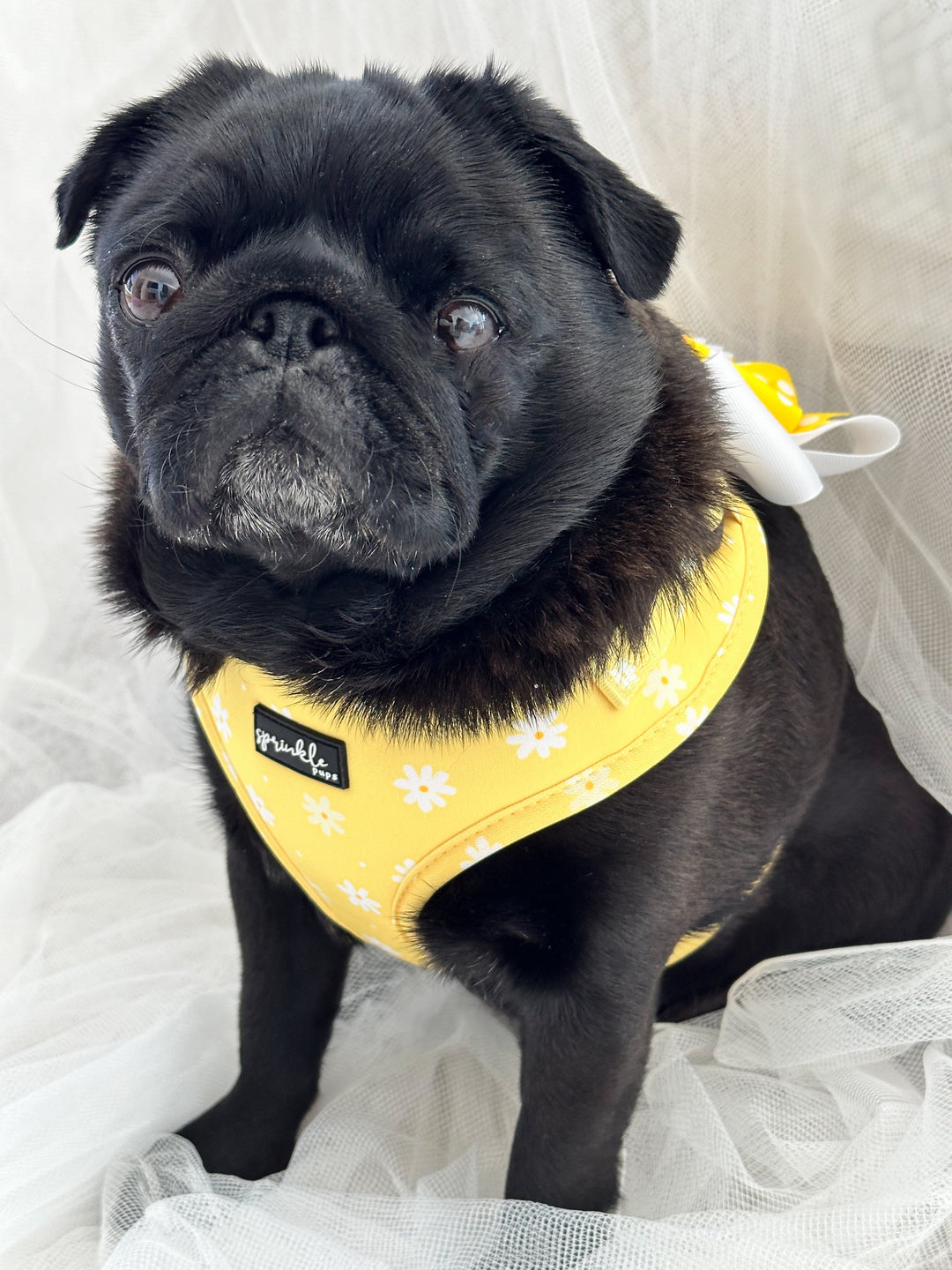 Adjustable Dog Harness - Daisy Chiffon Pie