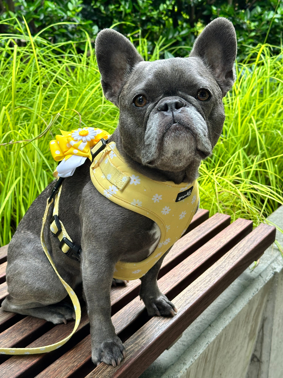 Adjustable Dog Harness - Daisy Chiffon Pie