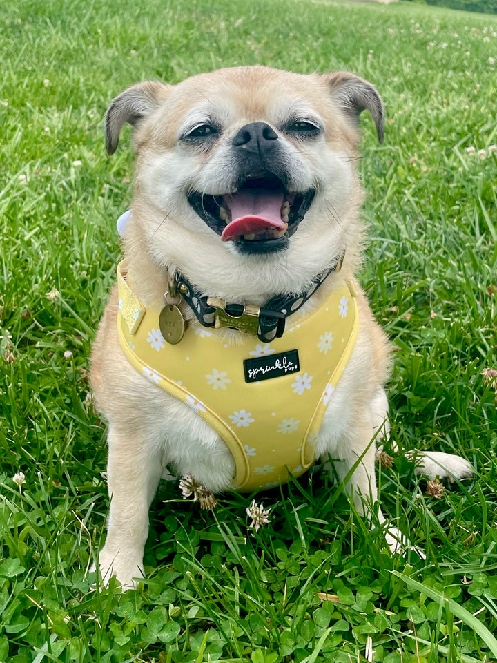 Big Bundle - Daisy Chiffon Pie Matching Harness, Leash and Three Harness Bow Charms