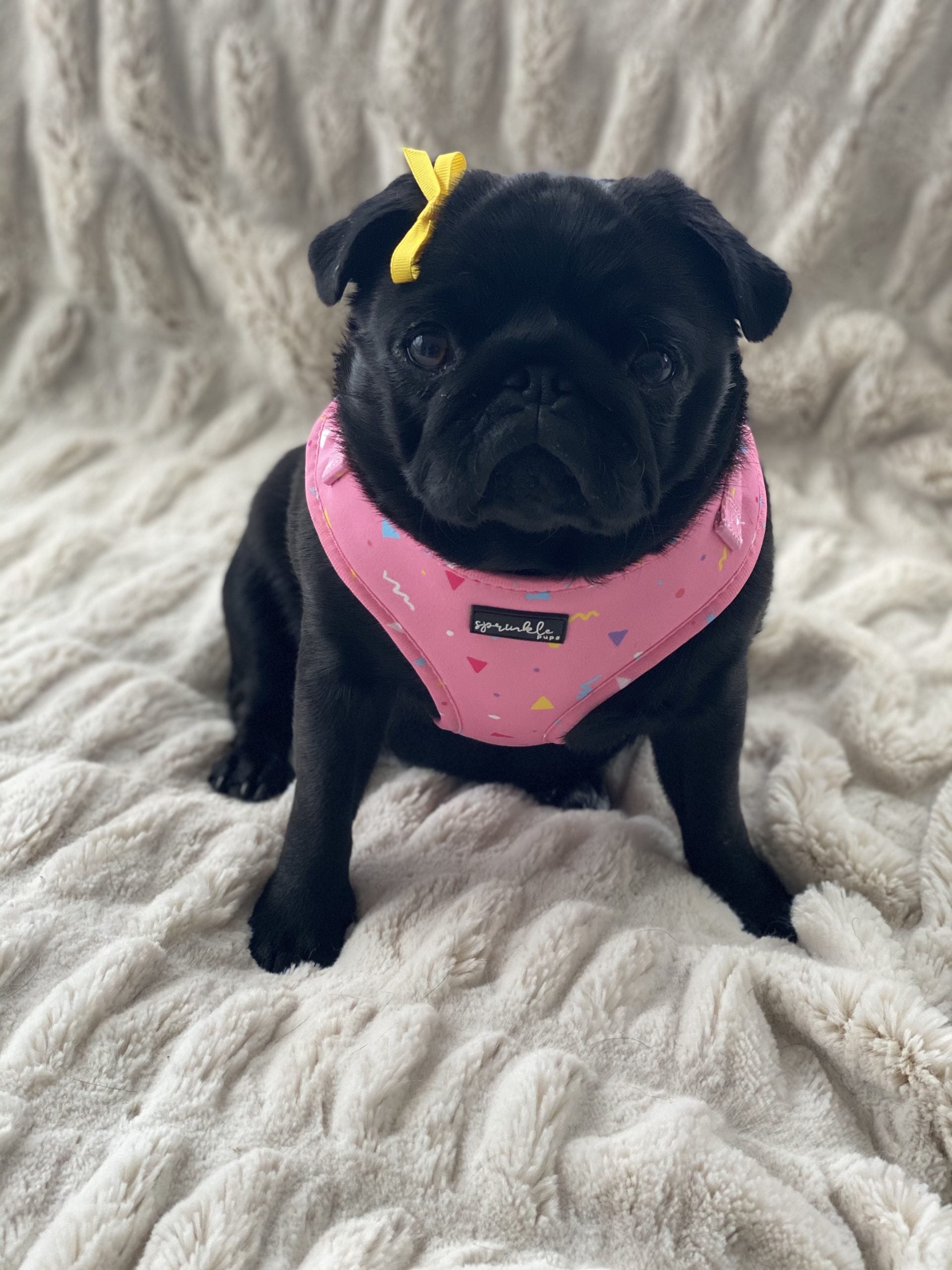 Pretty paws outlet harness